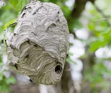 Protégeons nos abeilles, le frelon asiatique est de retour !