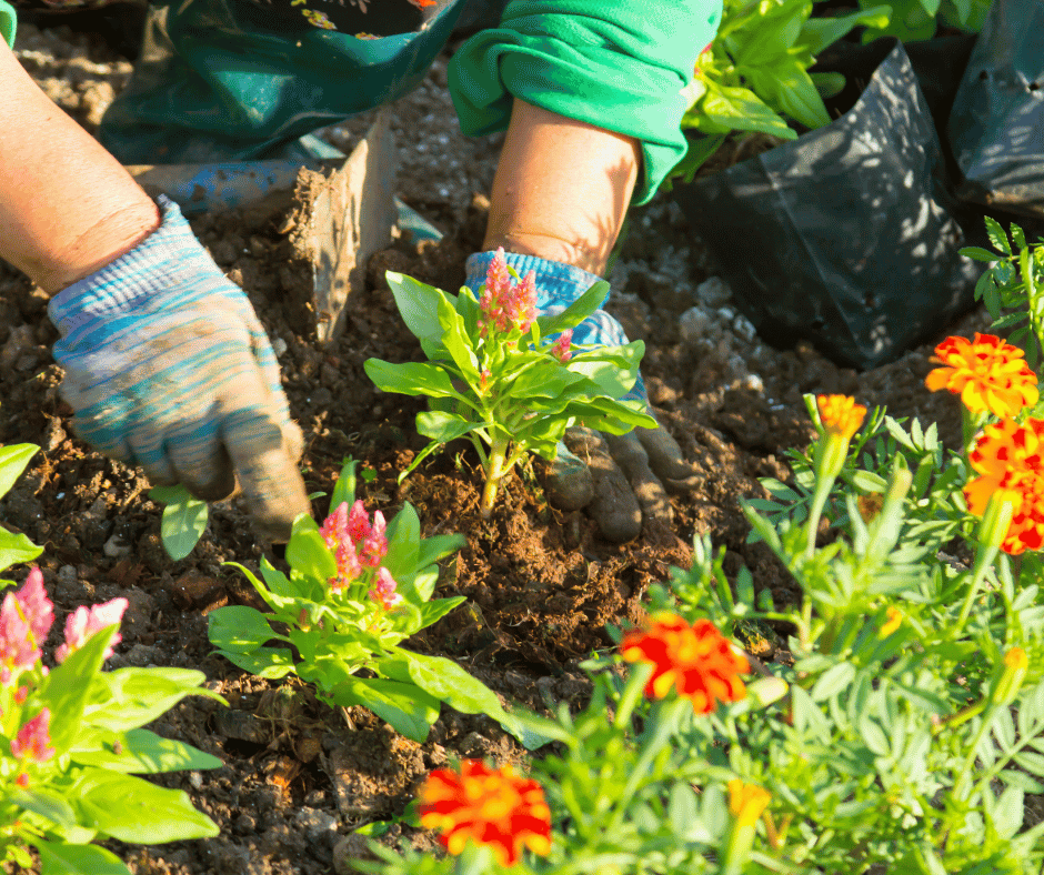 Inscriptions au Concours des Jardins et Maisons fleuris 2025