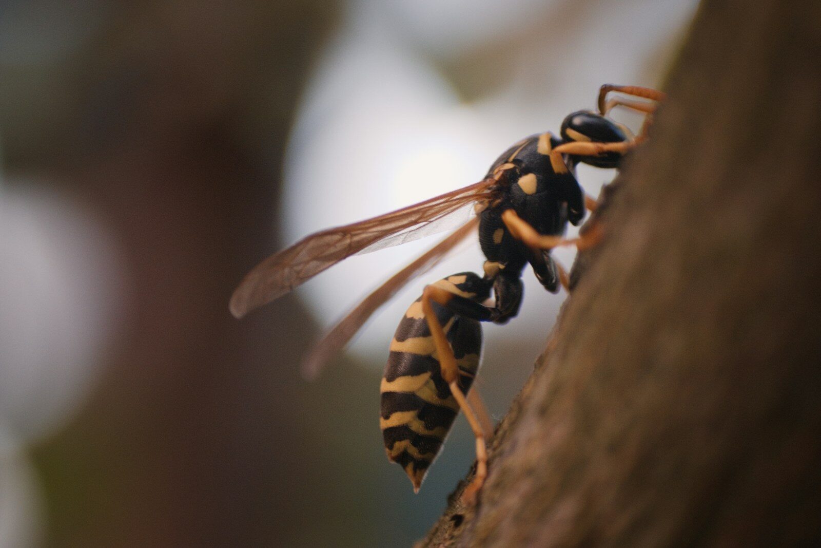 Précisions sur le nid de frelons au Parc des Glycines