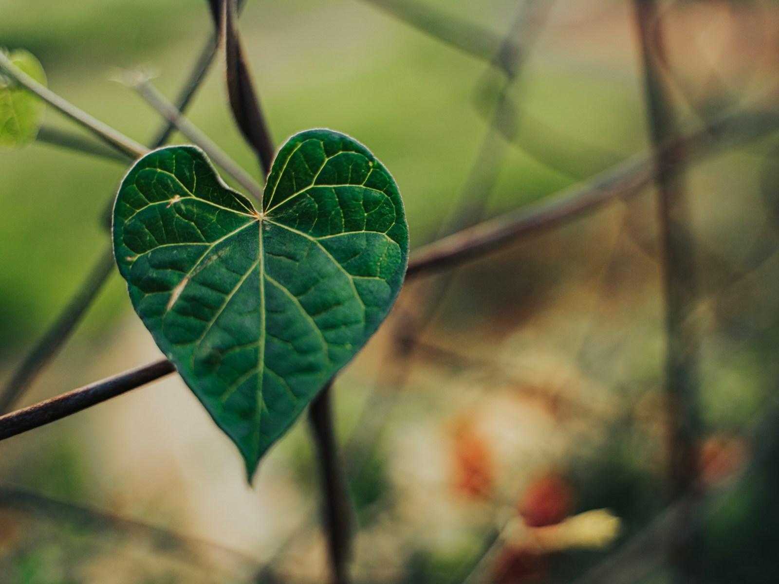 Semaine mondiale des maladies mitochondriales