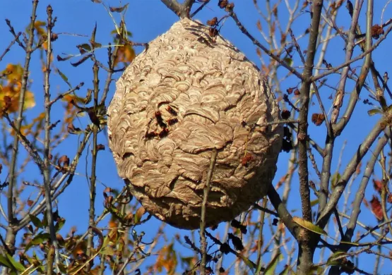 Frelon asiatique : agissons avant le 15 novembre