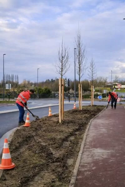 Des plantations route de la Plaine du Nord