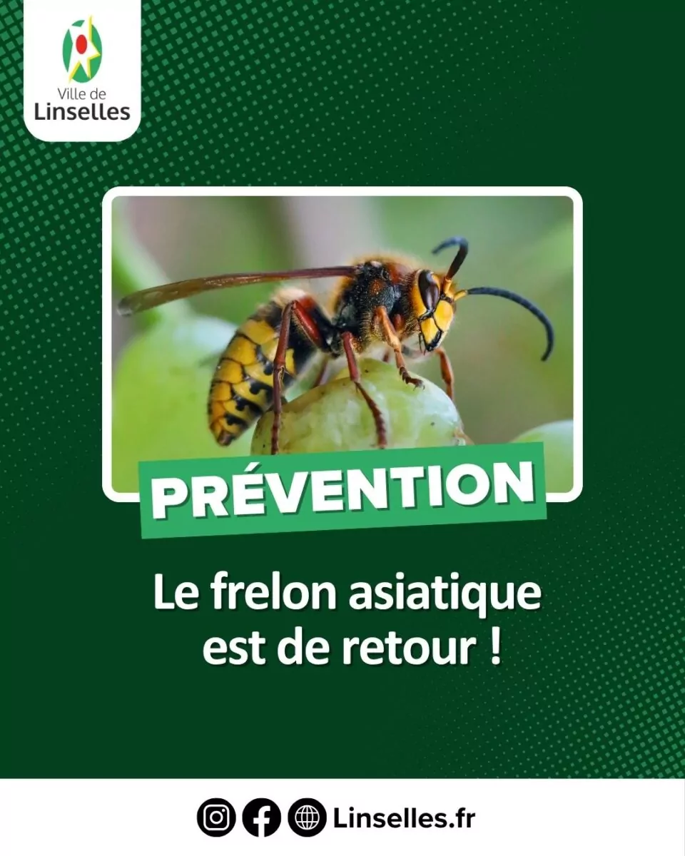 Le frelon asiatique est de retour !