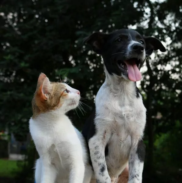 Les animaux en Ville