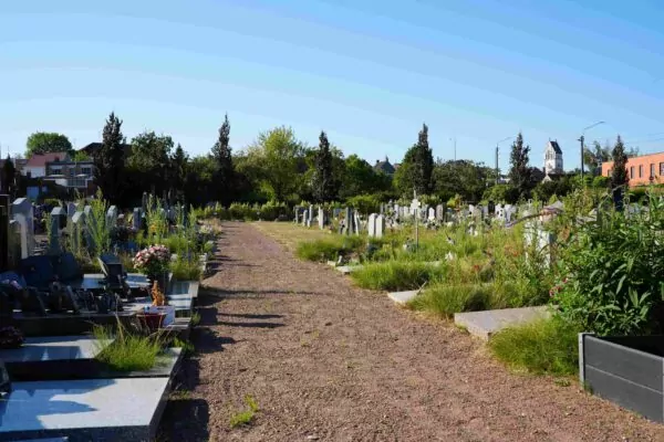 Une expérimentation de végétalisation au cimetière
