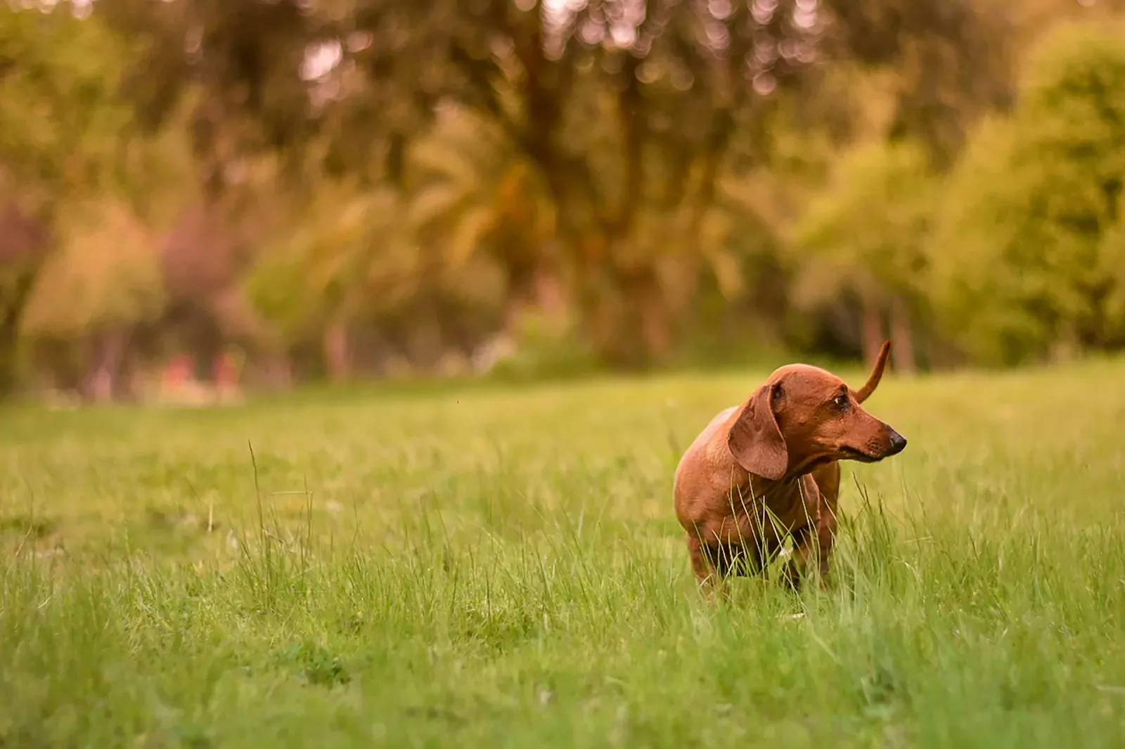 Déjections canines : le bon geste jusqu'au bout !